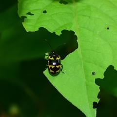 Gallerucida bifasciata