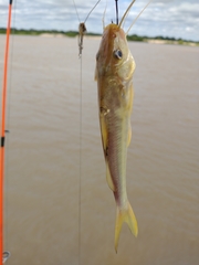 Pimelodus maculatus