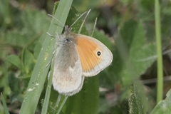 Coenonympha pamphilus