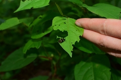 Gallerucida bifasciata