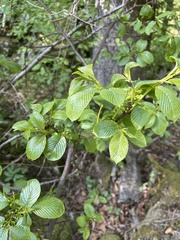 Rhamnus fallax