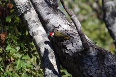 Chloropicus fuscescens