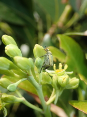 Hoplia communis