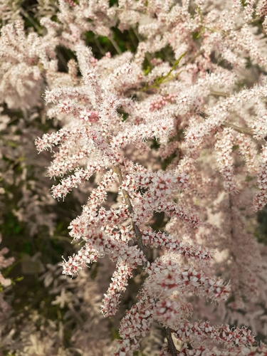 Tamarix parviflora