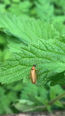Denticollis linearis