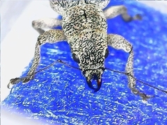 Pachyrhinus squamosus