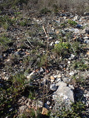 Eustachys paspaloides