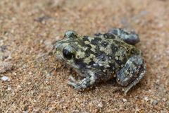 Pelobates syriacus