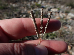 Eustachys paspaloides