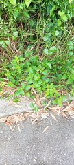 Stachytarpheta urticifolia