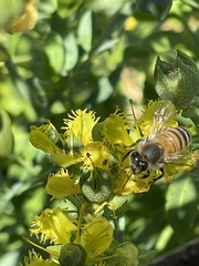 Apis mellifera