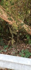 Laportea alatipes