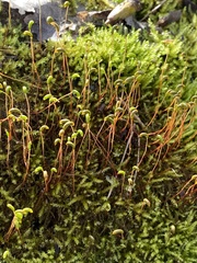 Amblystegium