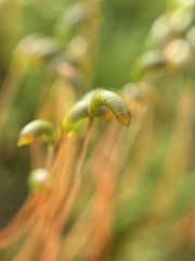 Amblystegium