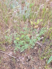 Prangos odontalgica