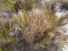 Pseudopentameris macrantha