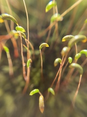Amblystegium
