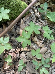 Geranium nodosum