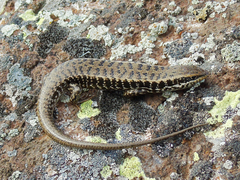 Heremites auratus