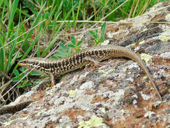 Heremites auratus