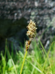 Carex disticha