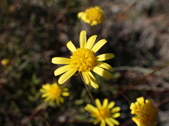 Euryops ericifolius