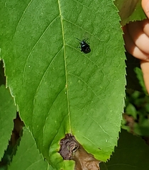 Synolabus bipustulatus