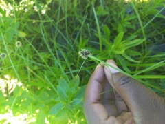 Cyperus teneristolon