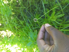 Cyperus teneristolon