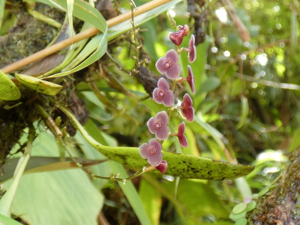 Stelis argentata