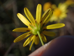 Euryops ericifolius