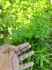 Cyperus teneristolon