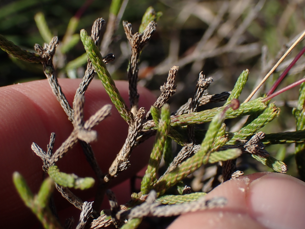 Euryops ericifolius