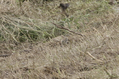 Euplectes hordeaceus