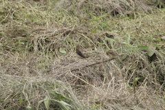 Euplectes hordeaceus