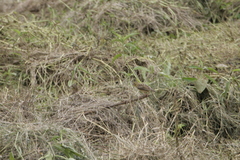 Euplectes hordeaceus