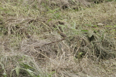 Euplectes hordeaceus