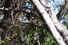 Chloropicus fuscescens