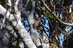 Chloropicus fuscescens