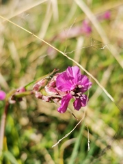 Microbotryum lagerheimii