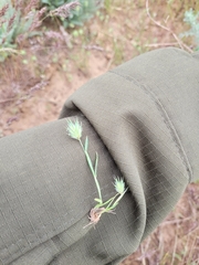 Eremopyrum orientale