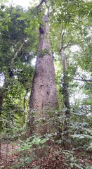 Ceiba pentandra
