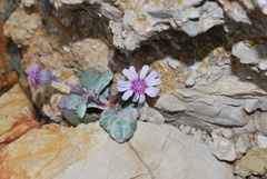 Senecio varicosus
