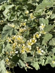 Sphaeralcea sulphurea