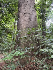 Ceiba pentandra