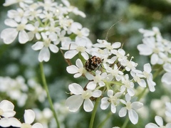 Anthrenus pimpinellae