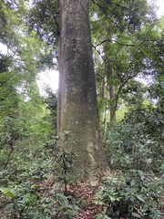 Ceiba pentandra