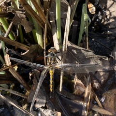 Leucorrhinia rubicunda