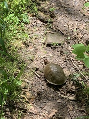 Terrapene carolina triunguis