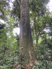 Ceiba pentandra